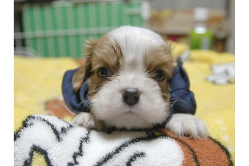 成約済の埼玉県のキャバリアキングチャールズスパニエル-54234の5枚目